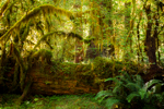 Mossy Forest