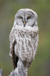Owl10