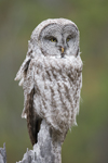 Owl12