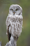 Owl13