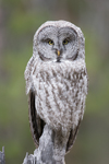 Owl5