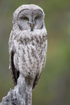 Owl6