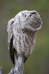 Owl9