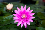 Water Lily 2