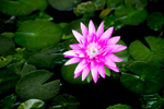 Water Lily 3
