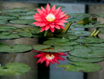 Water Lily 5
